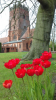 Tulips at St Cross in Holy Week